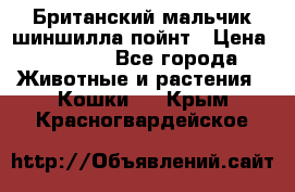 Британский мальчик шиншилла-пойнт › Цена ­ 5 000 - Все города Животные и растения » Кошки   . Крым,Красногвардейское